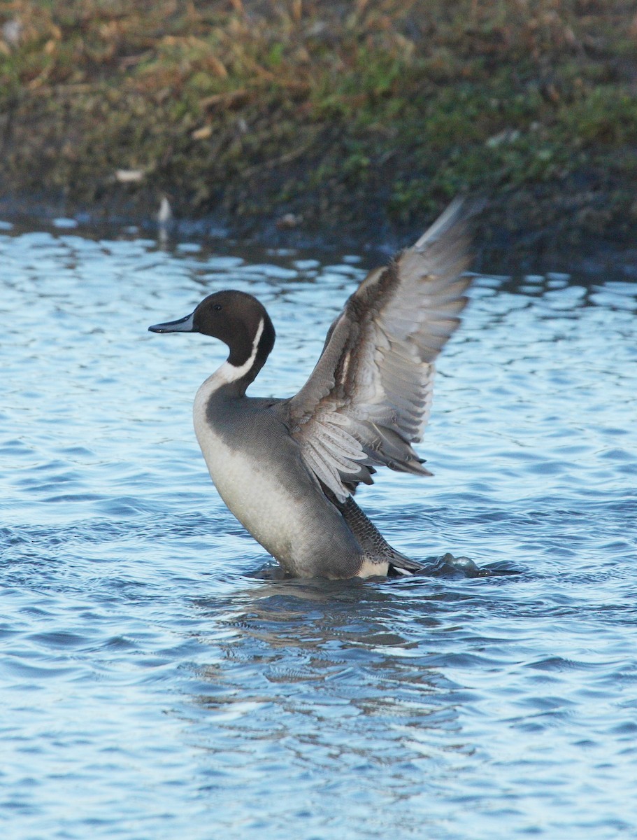 Northern Pintail - ML74405391