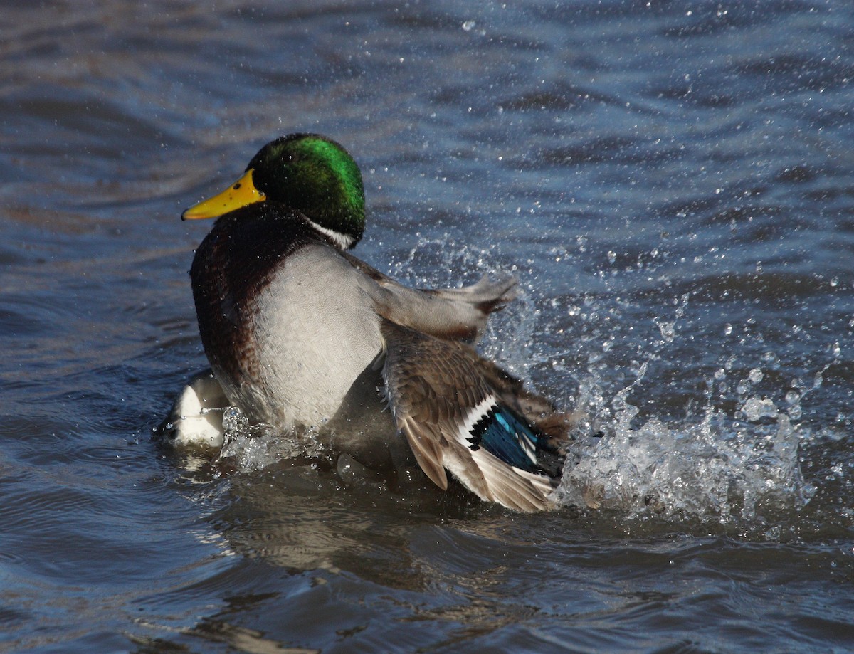 Mallard - Andrew Steele