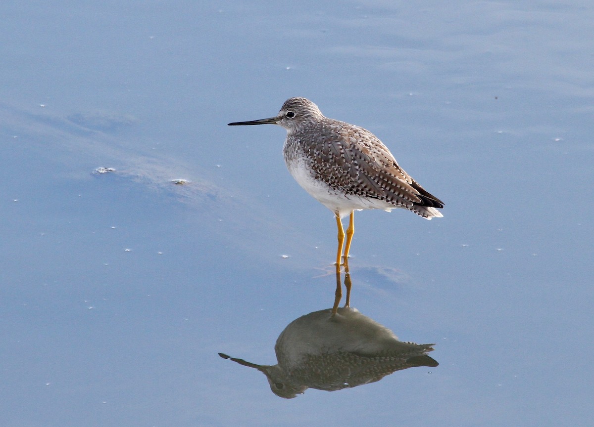 Greater Yellowlegs - ML74405581