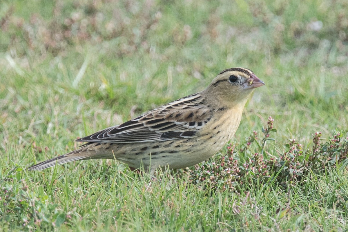 Bobolink - ML74406081