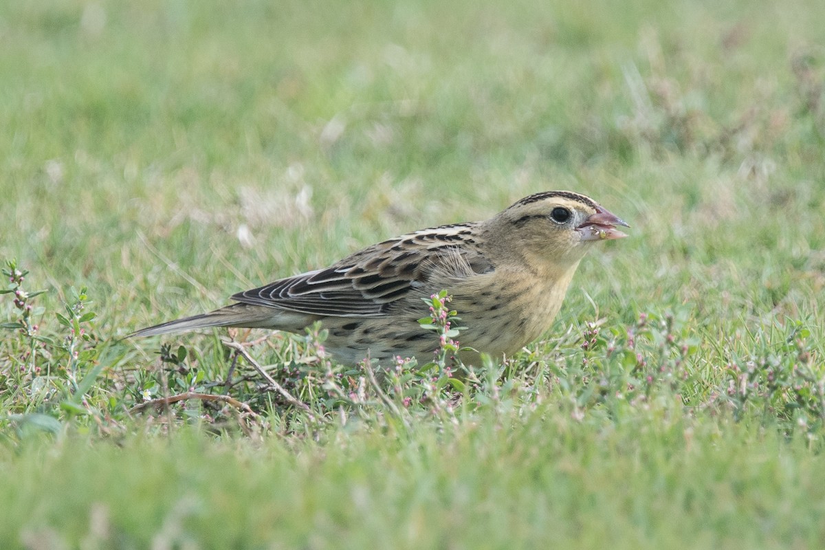 Bobolink - ML74406121