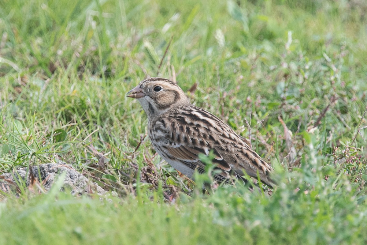 Lapland Longspur - ML74406711