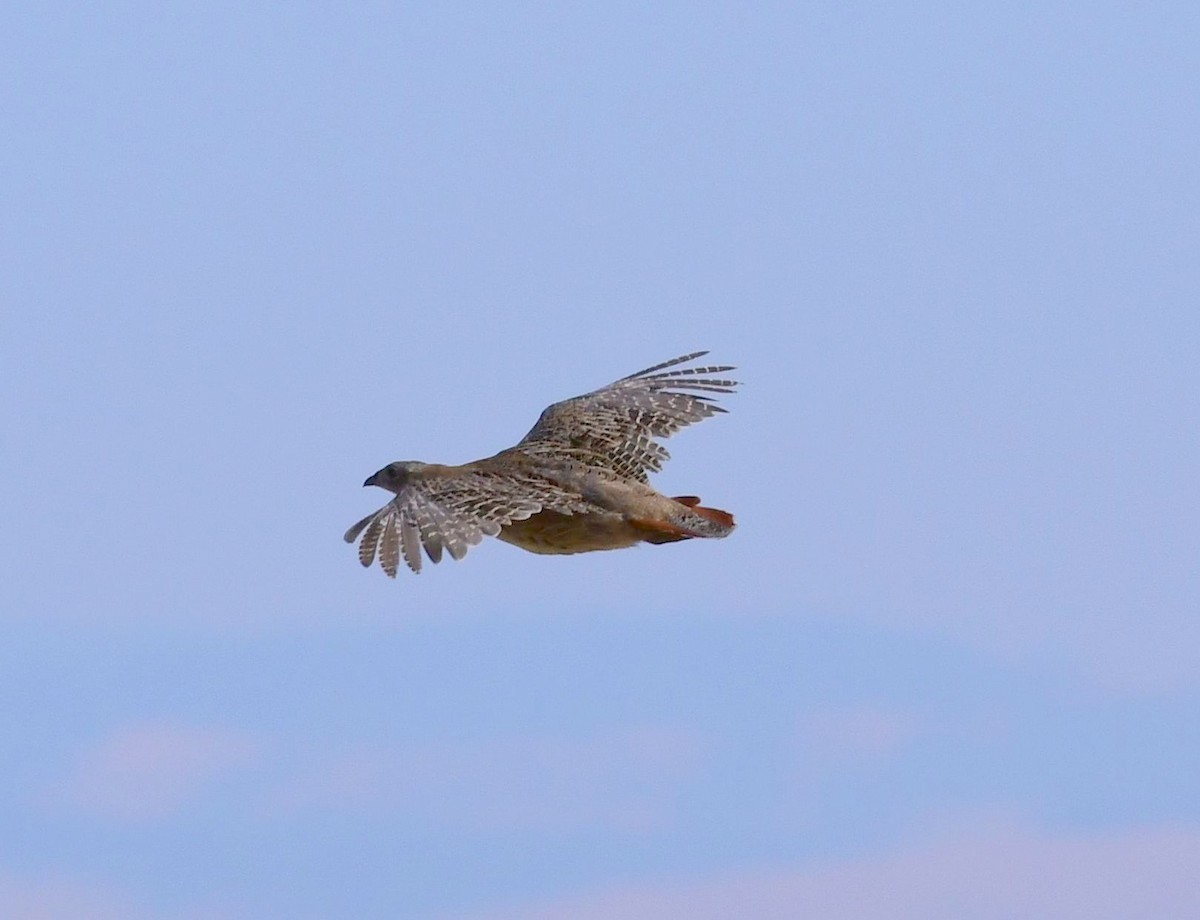 Gray Partridge - ML74409521