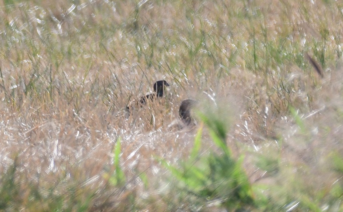 Gray Partridge - ML74409531