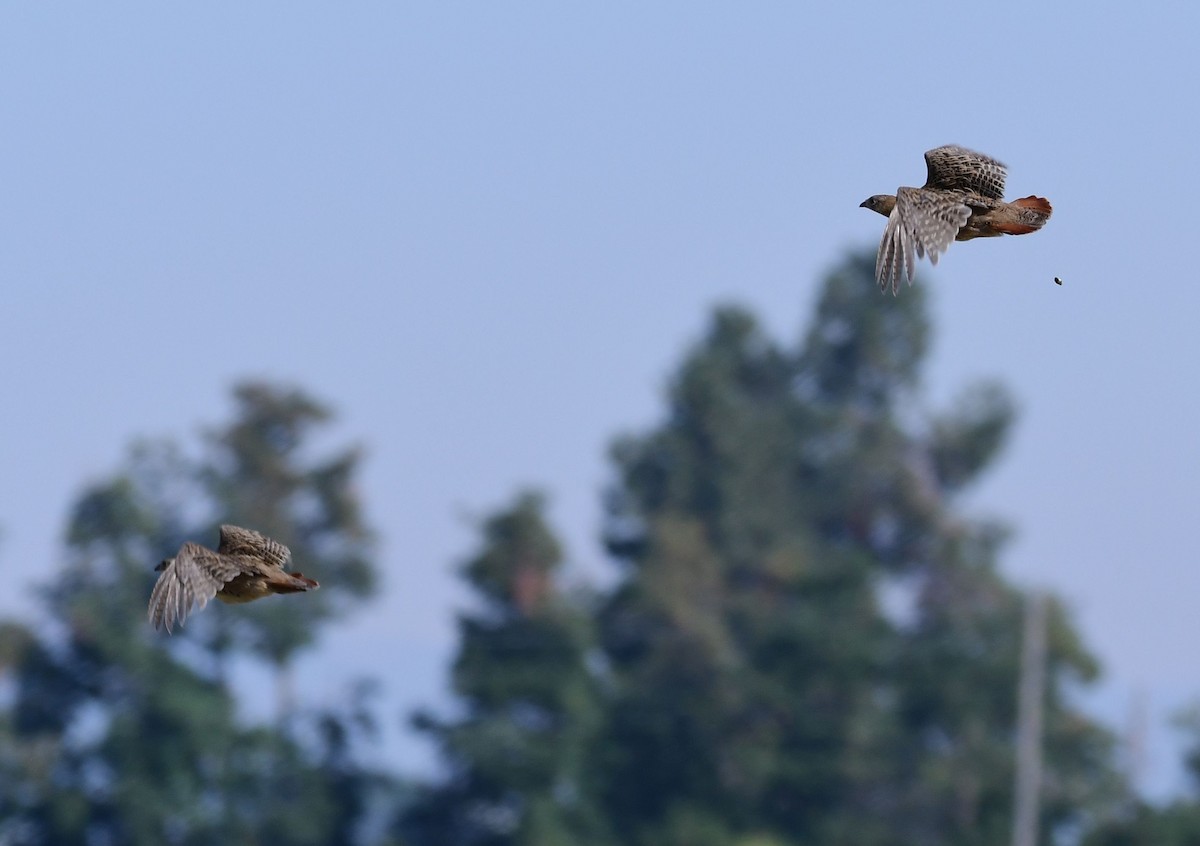 Gray Partridge - ML74409541