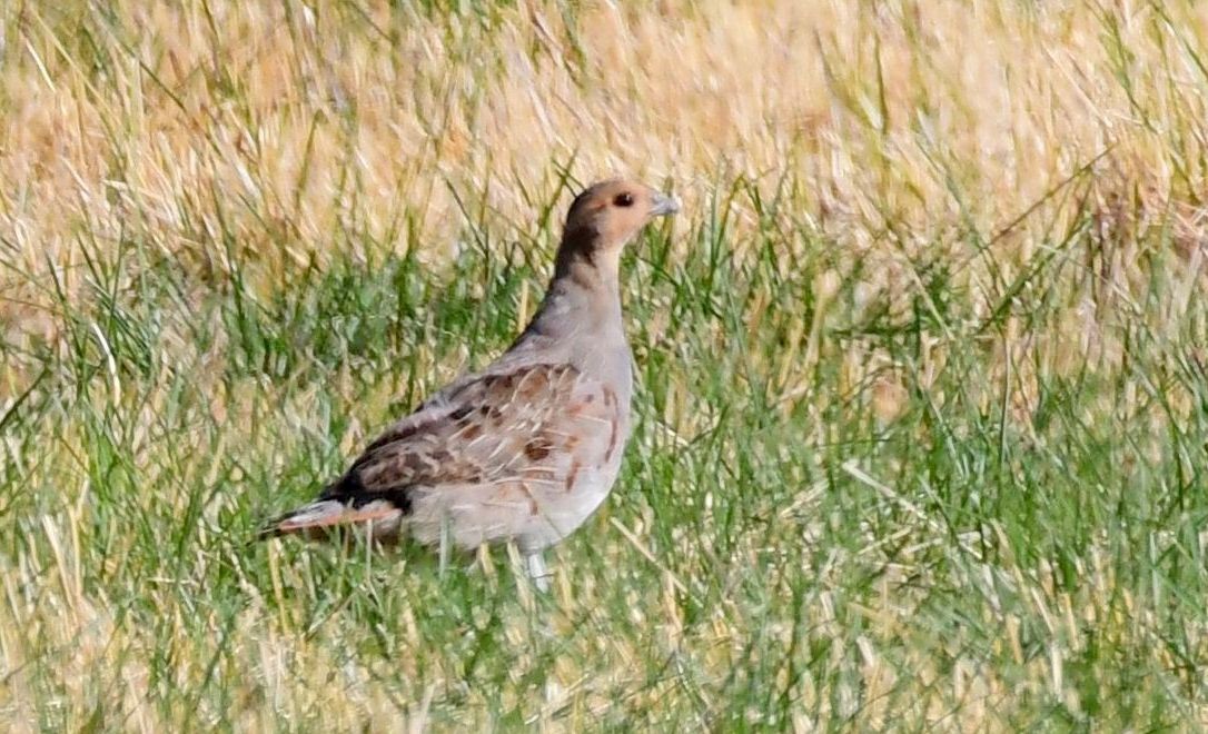 Gray Partridge - ML74409561