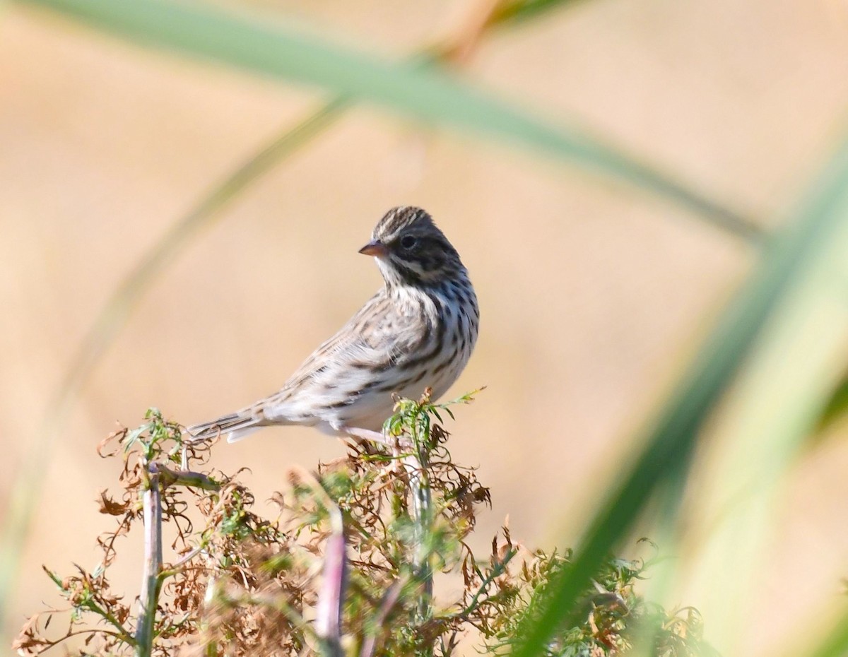 Vesper Sparrow - ML74409781