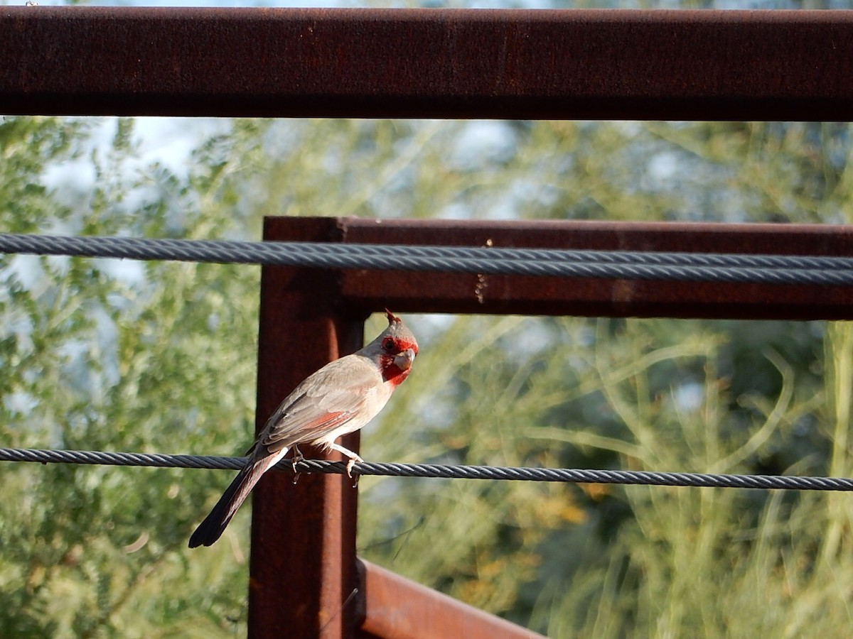 Cardinal pyrrhuloxia - ML74410351