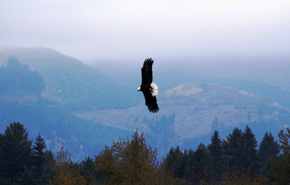 Bald Eagle - ML74410771