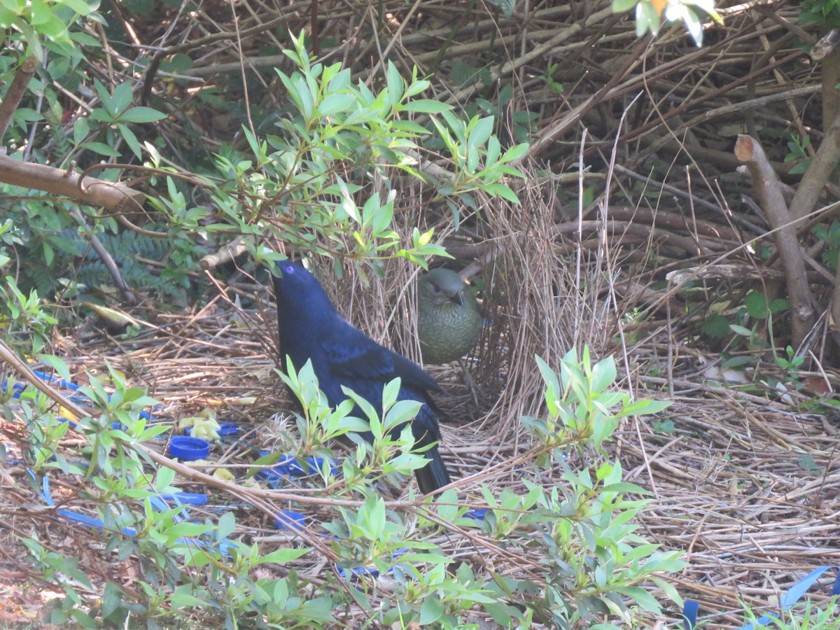 Satin Bowerbird - ML74411741