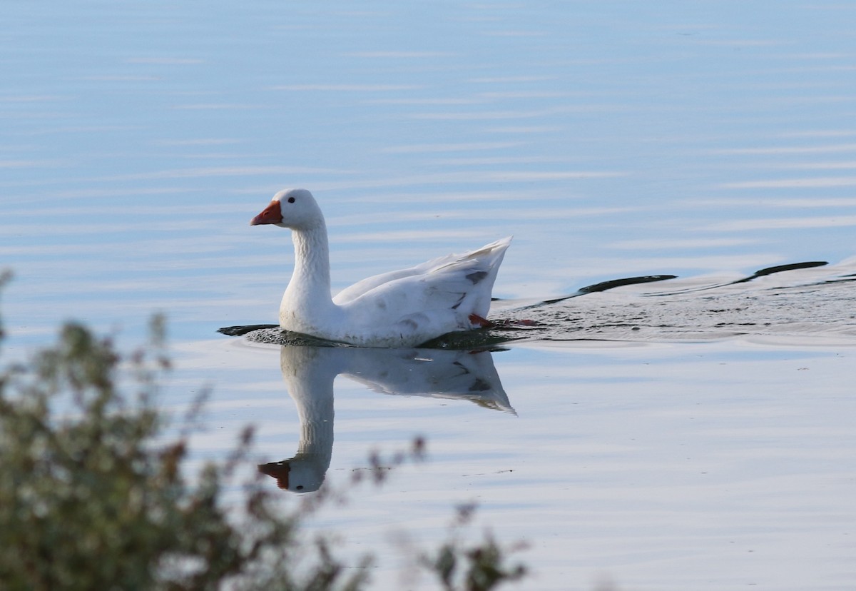 Graylag Goose (Domestic type) - Robert McNab