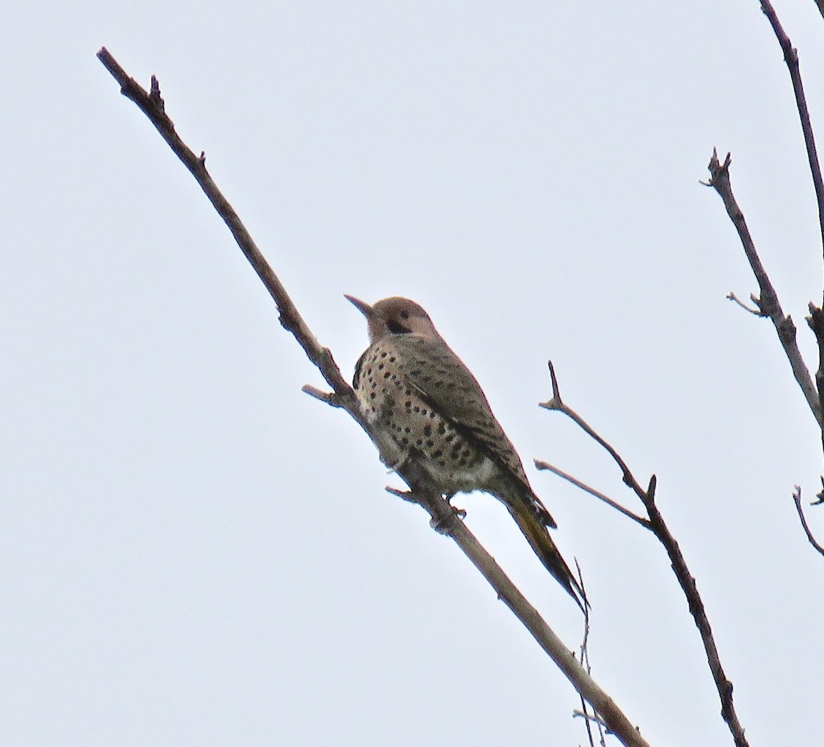 Carpintero Escapulario - ML74414121