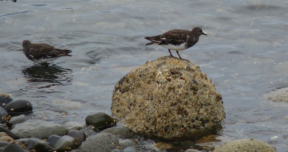 Black Turnstone - ML74416121