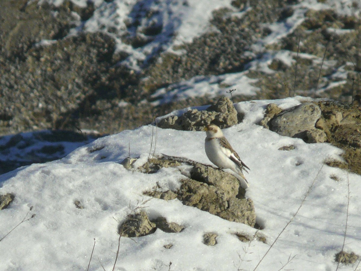 Snow Bunting - Douglas Leighton