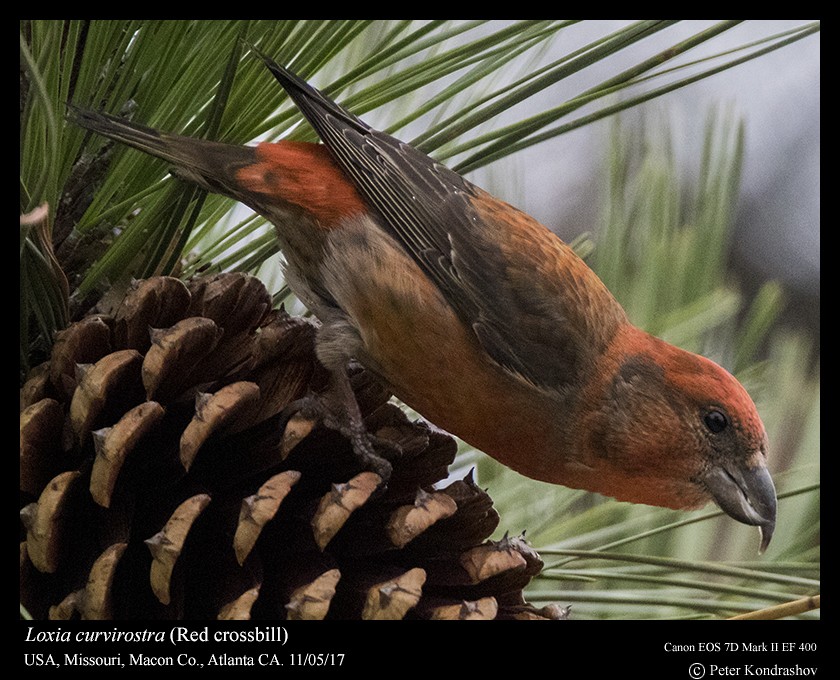 Red Crossbill - ML74416991