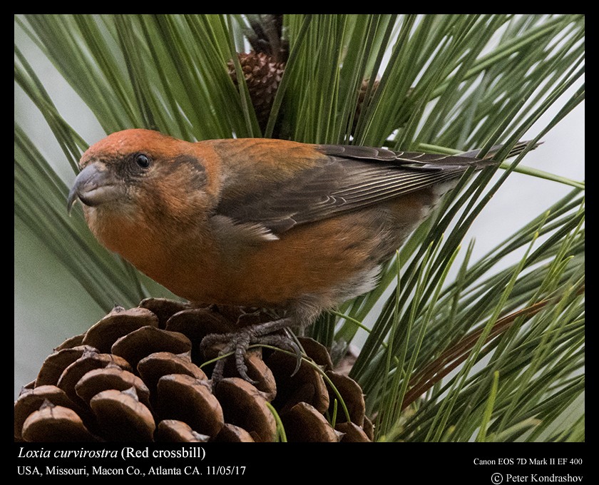 Red Crossbill - ML74417001