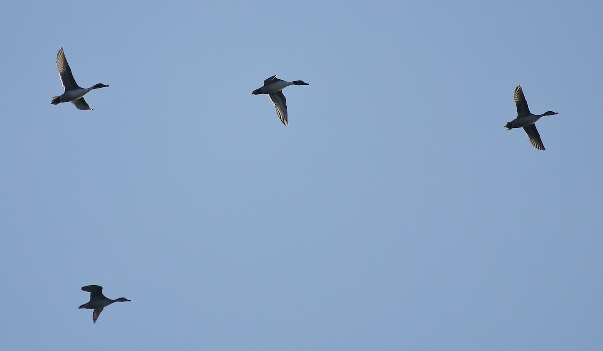 Northern Pintail - ML74417571