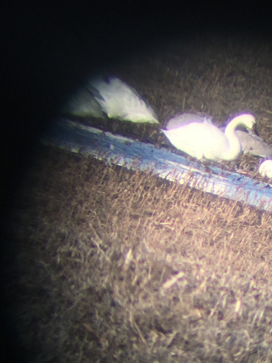 Tundra Swan - ML74417711