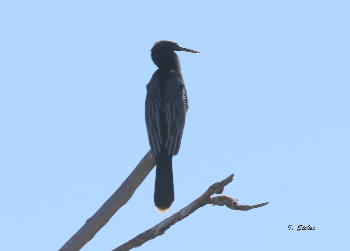 Anhinga Americana - ML74418081