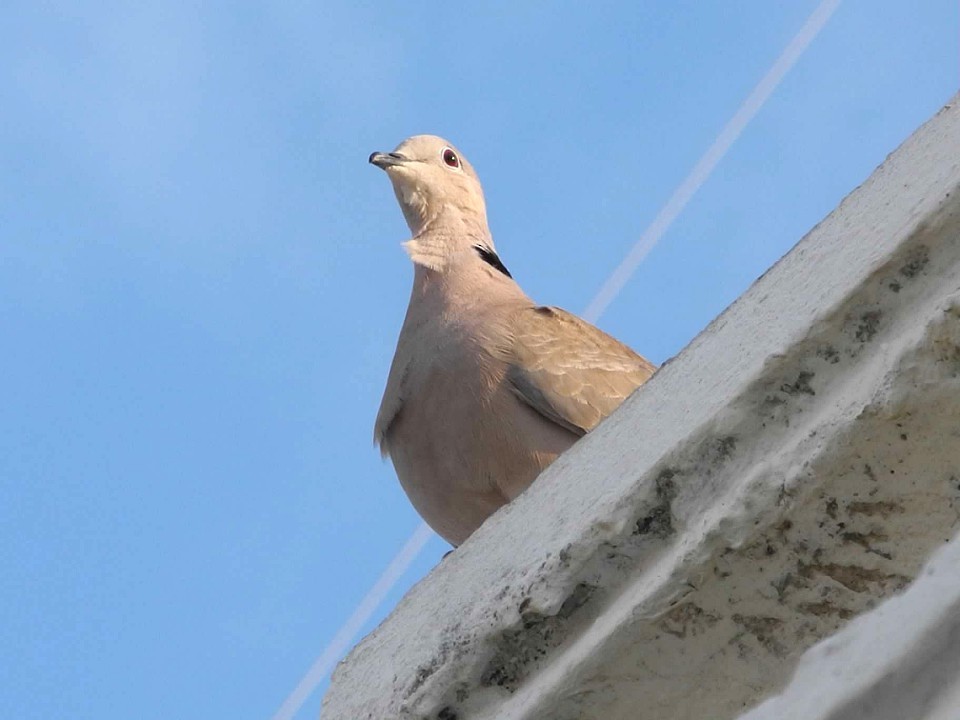 Eurasian Collared-Dove - ML74418801