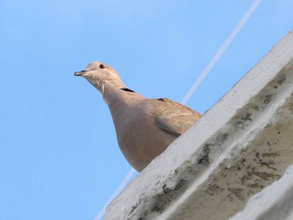 Eurasian Collared-Dove - ML74418821
