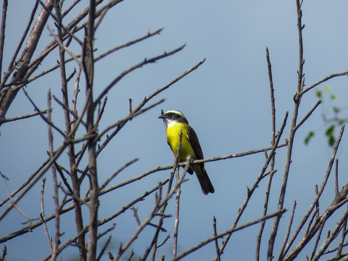 Social Flycatcher - ML74419451