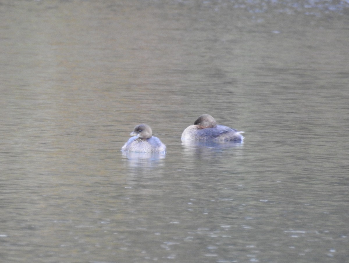 Pied-billed Grebe - ML74419551