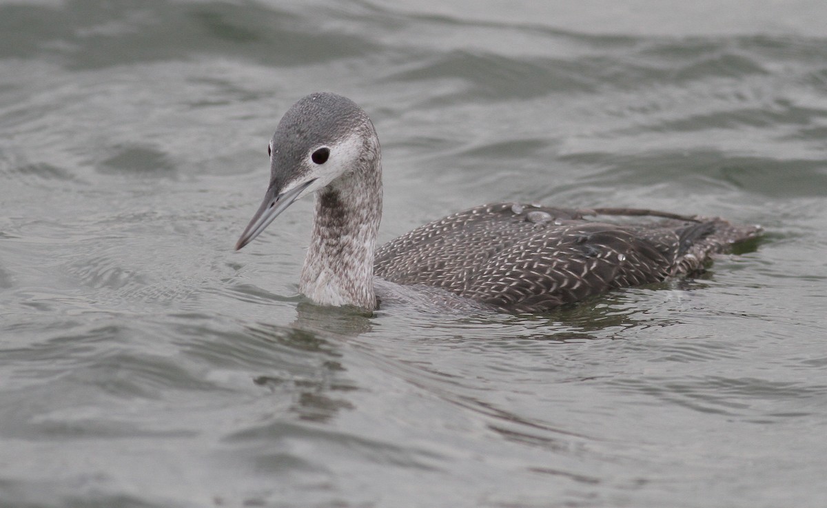 Red-throated Loon - ML74419771