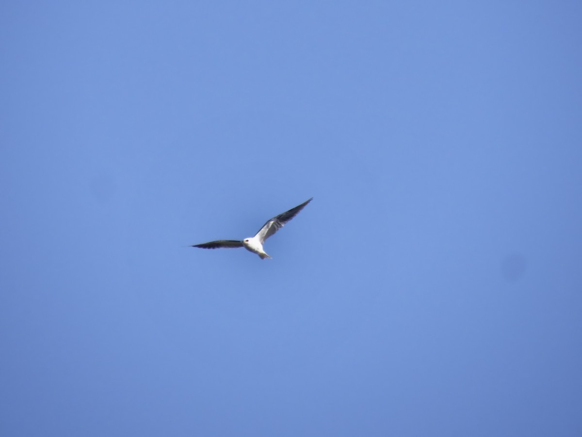 White-tailed Kite - ML74420561