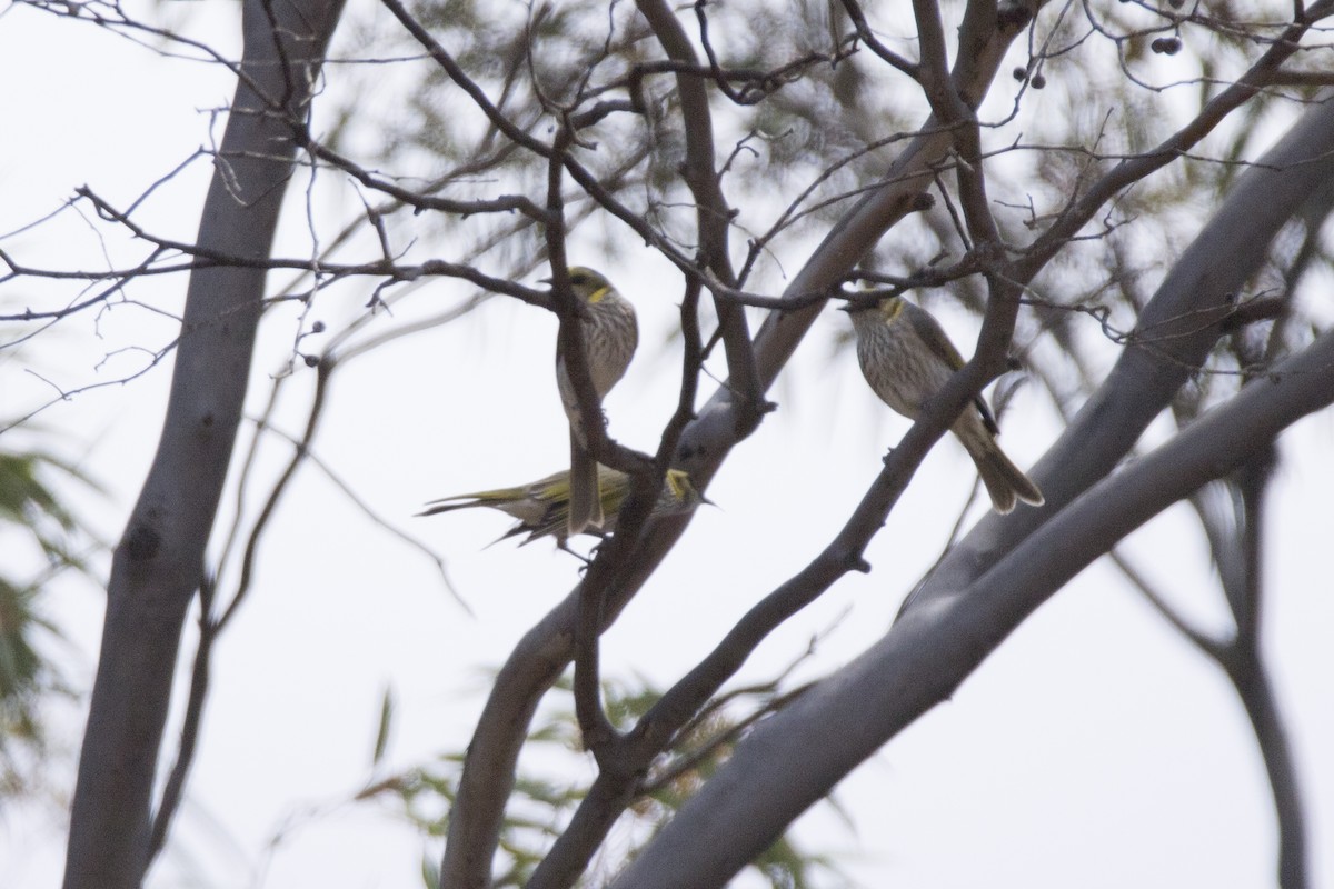Yellow-plumed Honeyeater - ML74423851