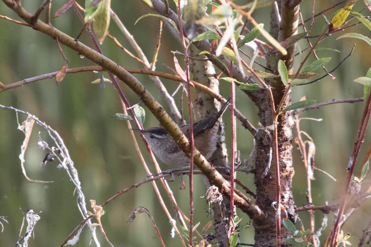 Marsh Wren - ML74424761