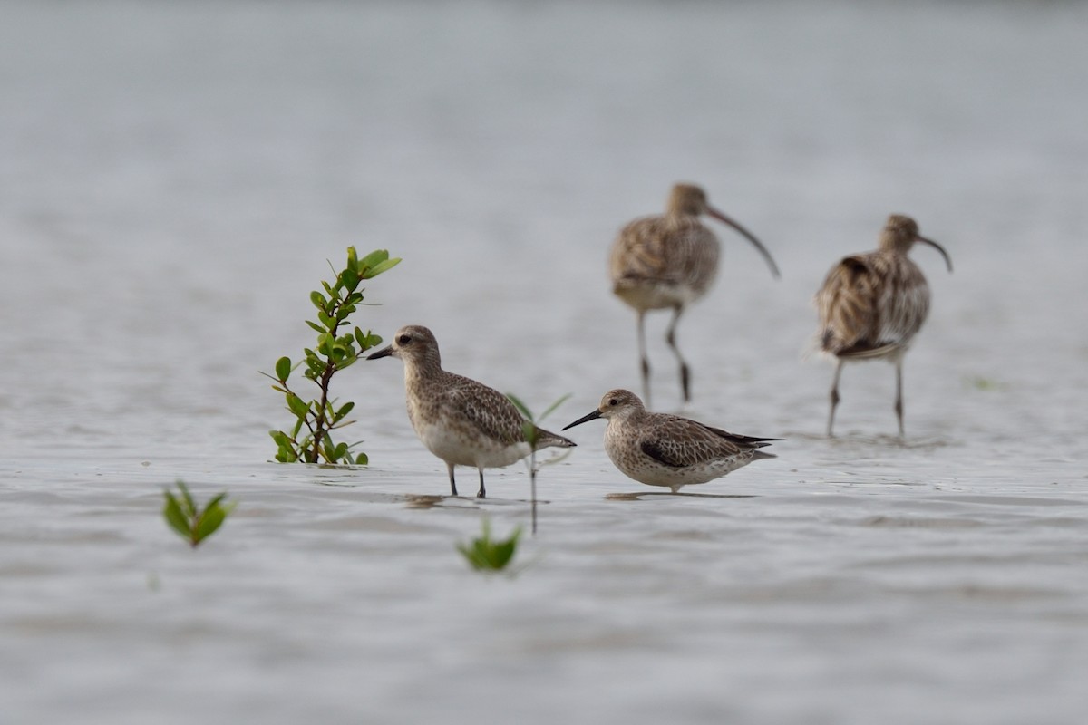 Great Knot - Snehasis Sinha