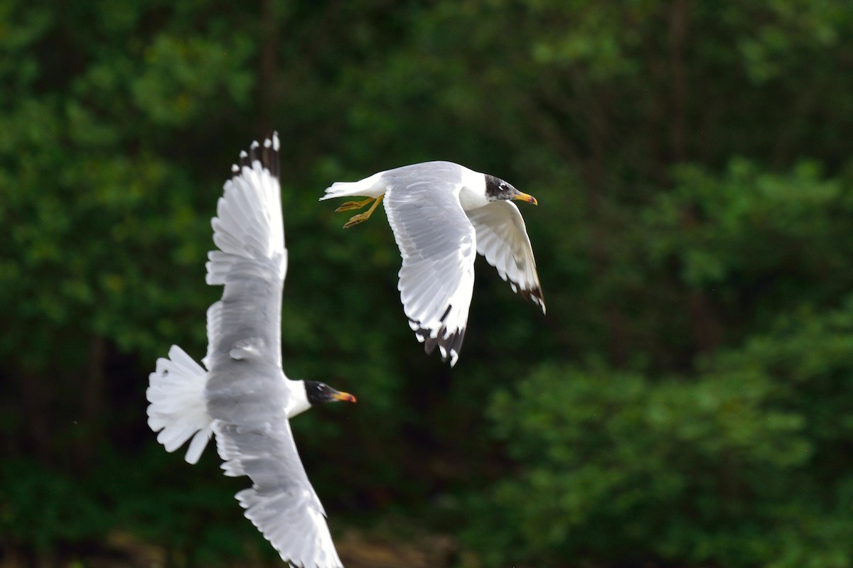 Pallas's Gull - ML74425161