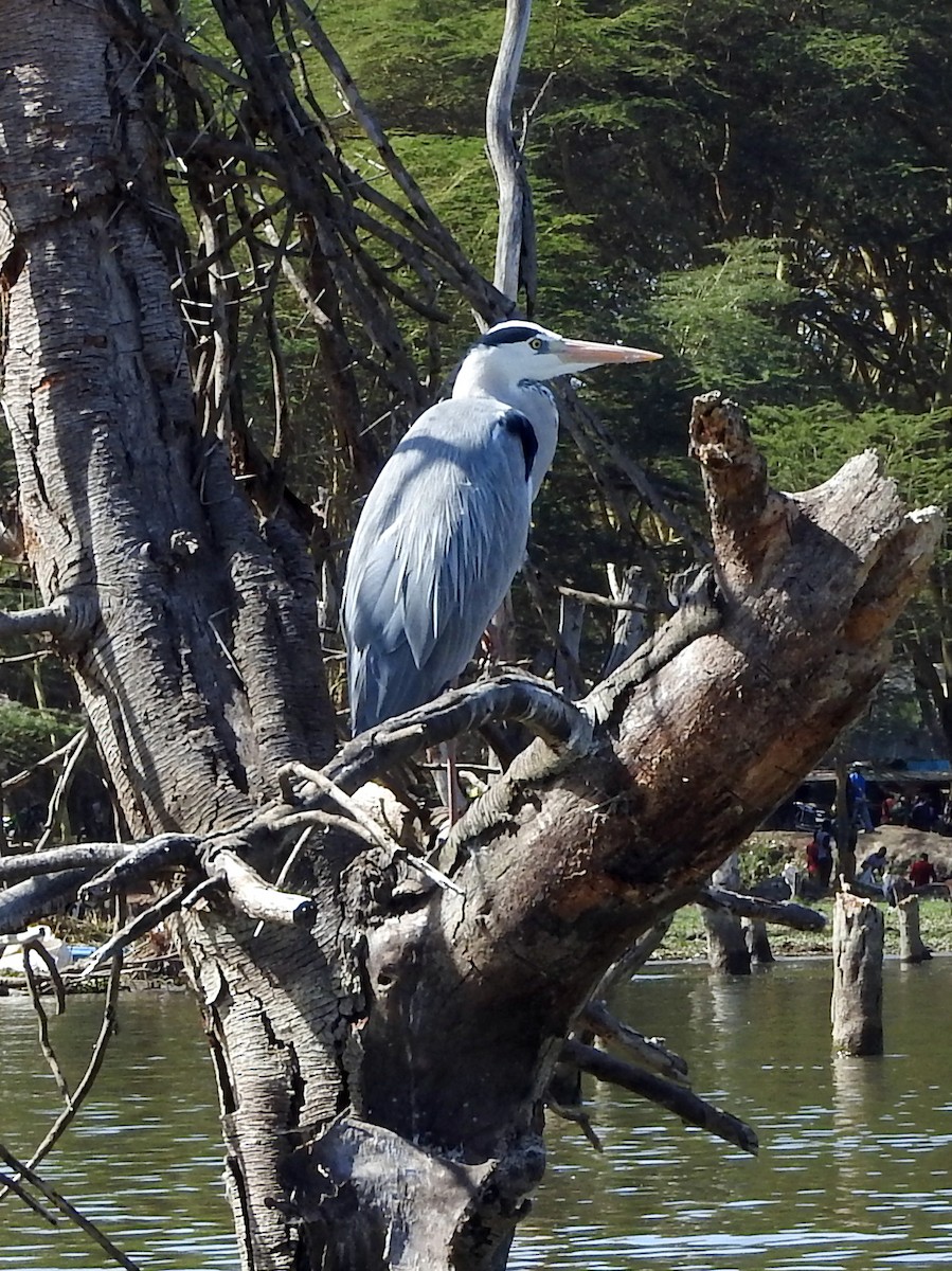 Gray Heron - ML74425891