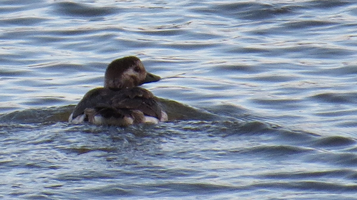 Long-tailed Duck - ML74426731