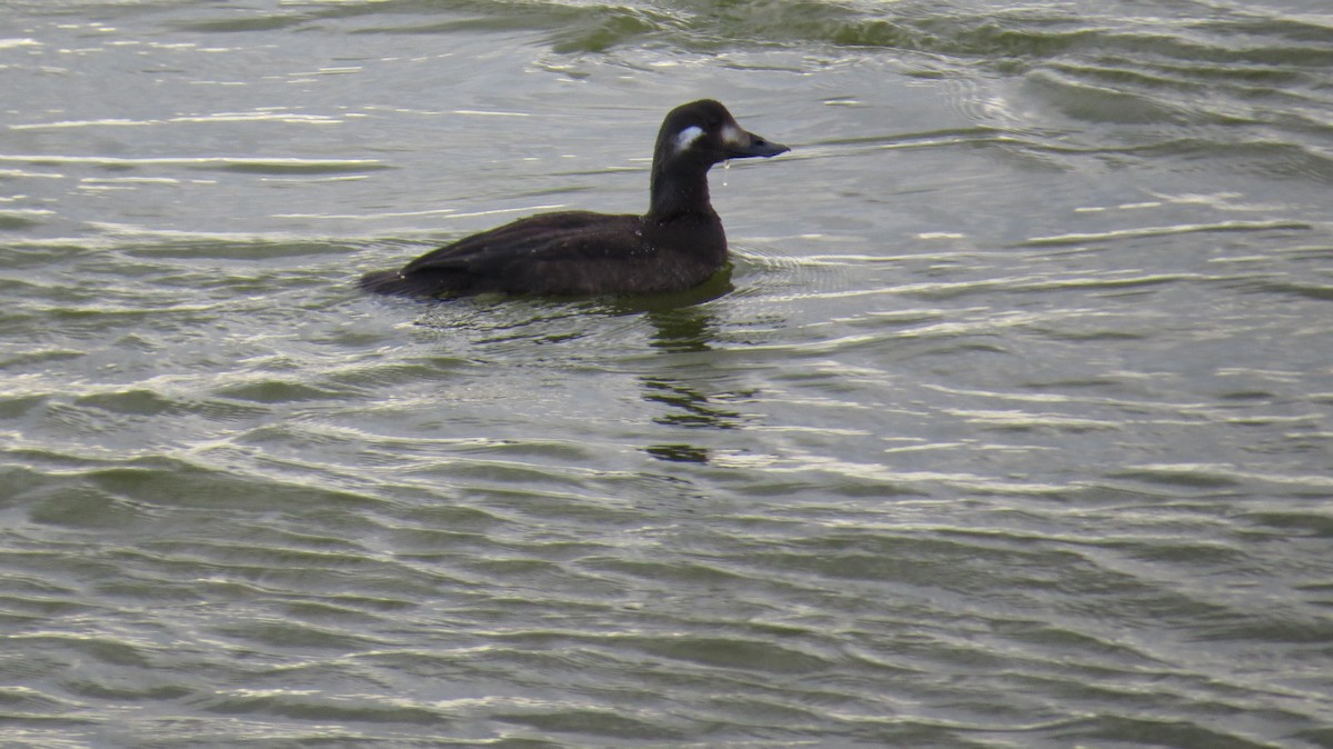 White-winged Scoter - ML74426761