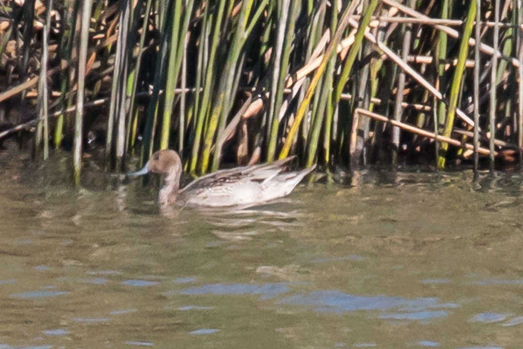 Northern Pintail - ML74426791