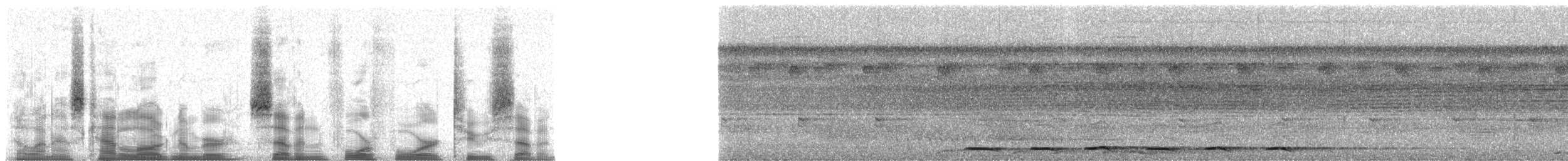 Benekli Yerçavuşu (macularius) - ML74427