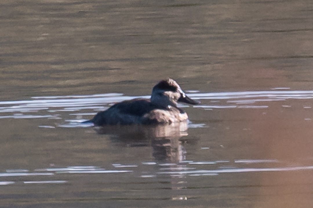 Ruddy Duck - ML74427081