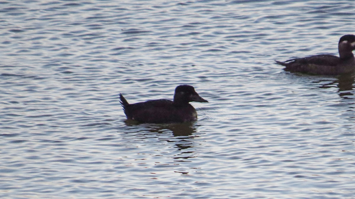 Surf Scoter - ML74427321