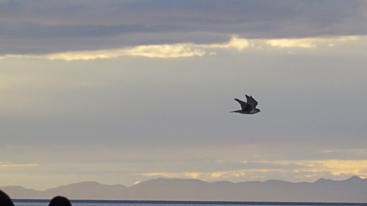 Prairie Falcon - ML74427561