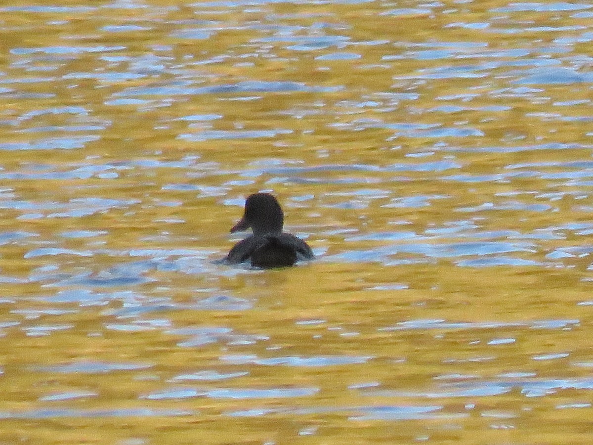 Andean Teal - ML74427581