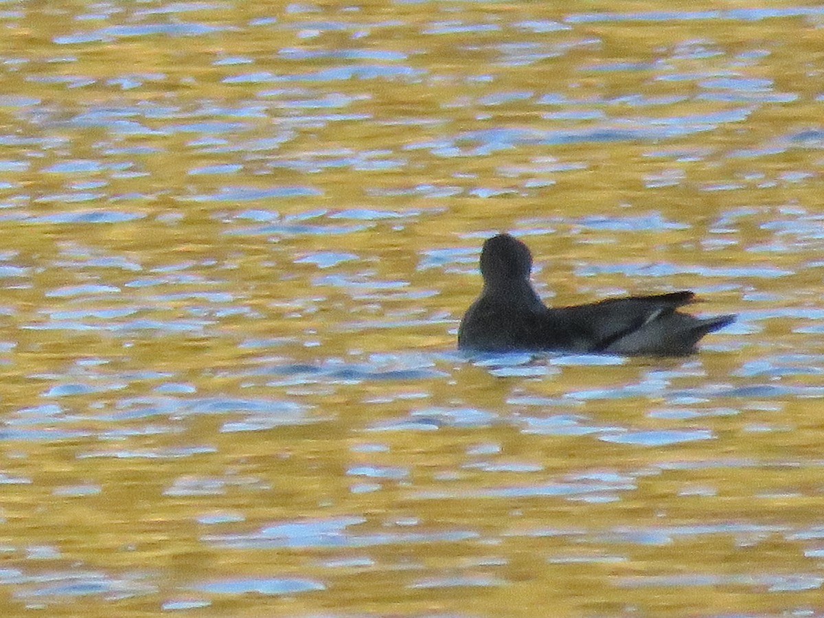 Andean Teal - ML74427611