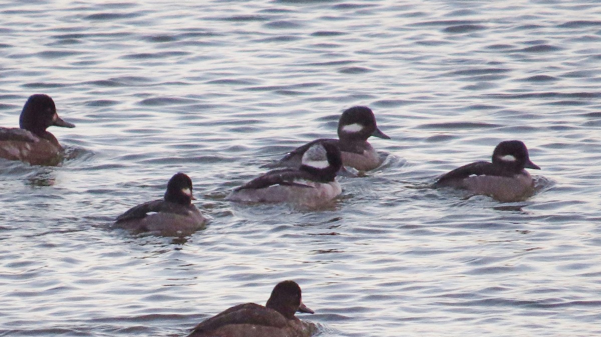 Bufflehead - ML74427641