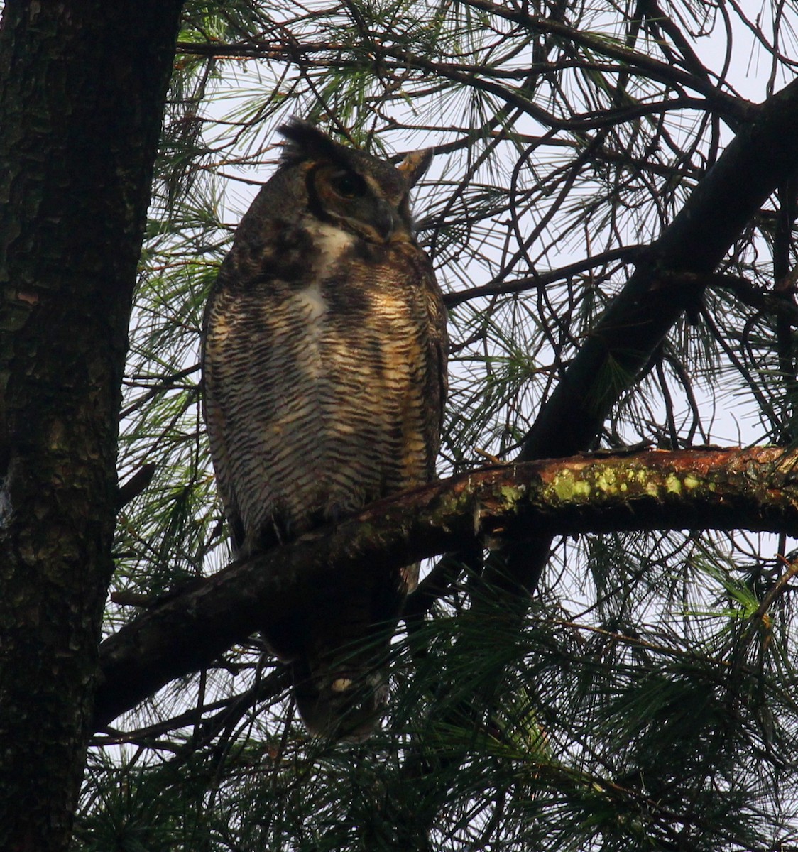 Great Horned Owl - ML74427821