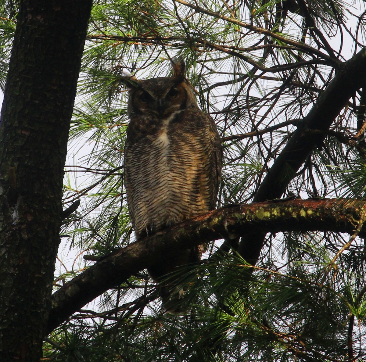 Great Horned Owl - ML74427841