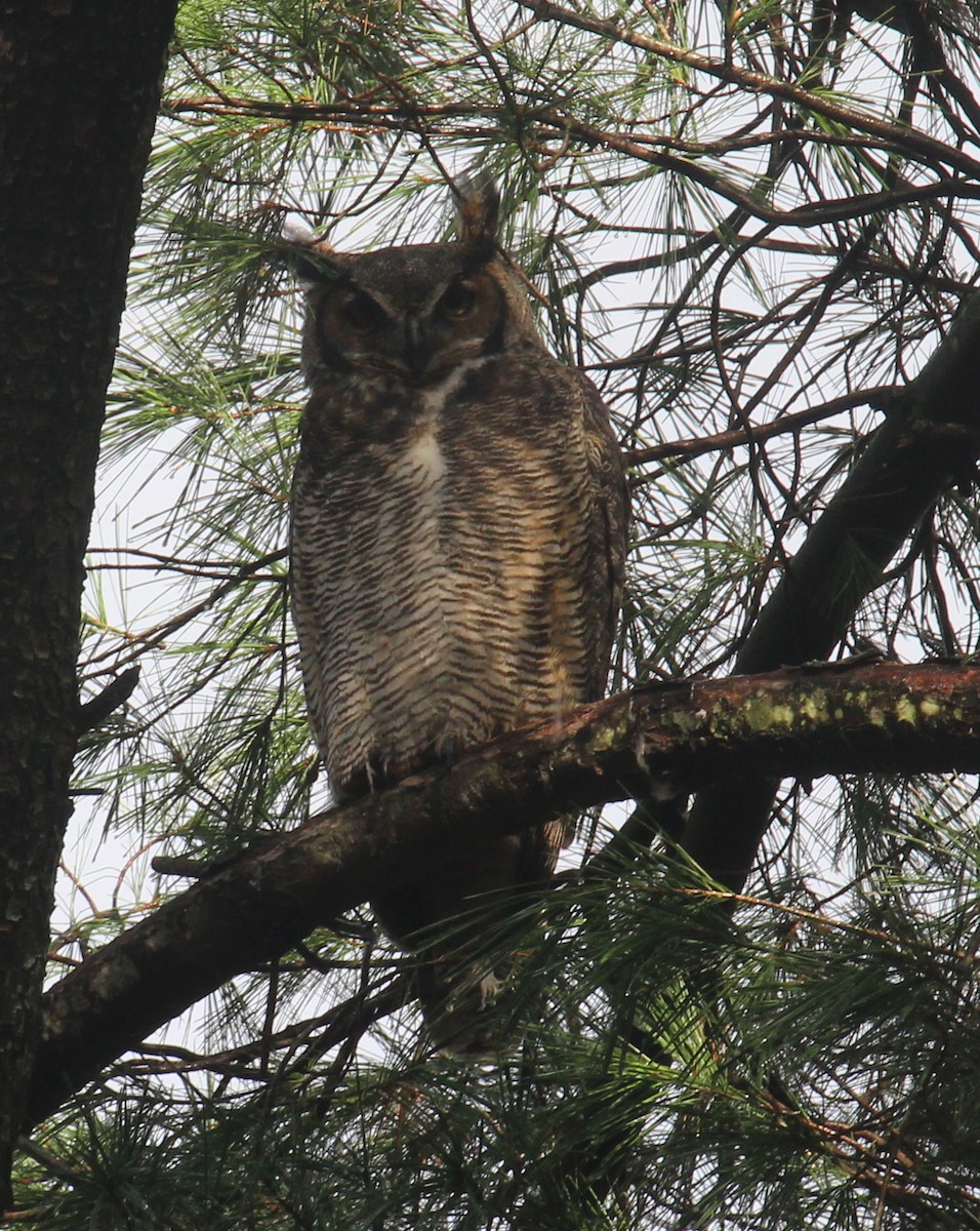 Great Horned Owl - ML74427861