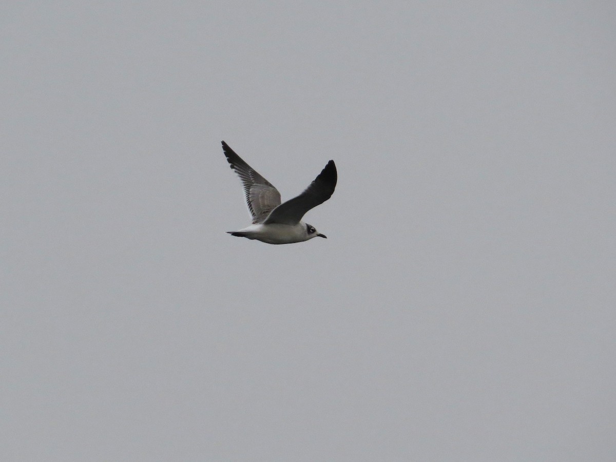 Franklin's Gull - ML74428471