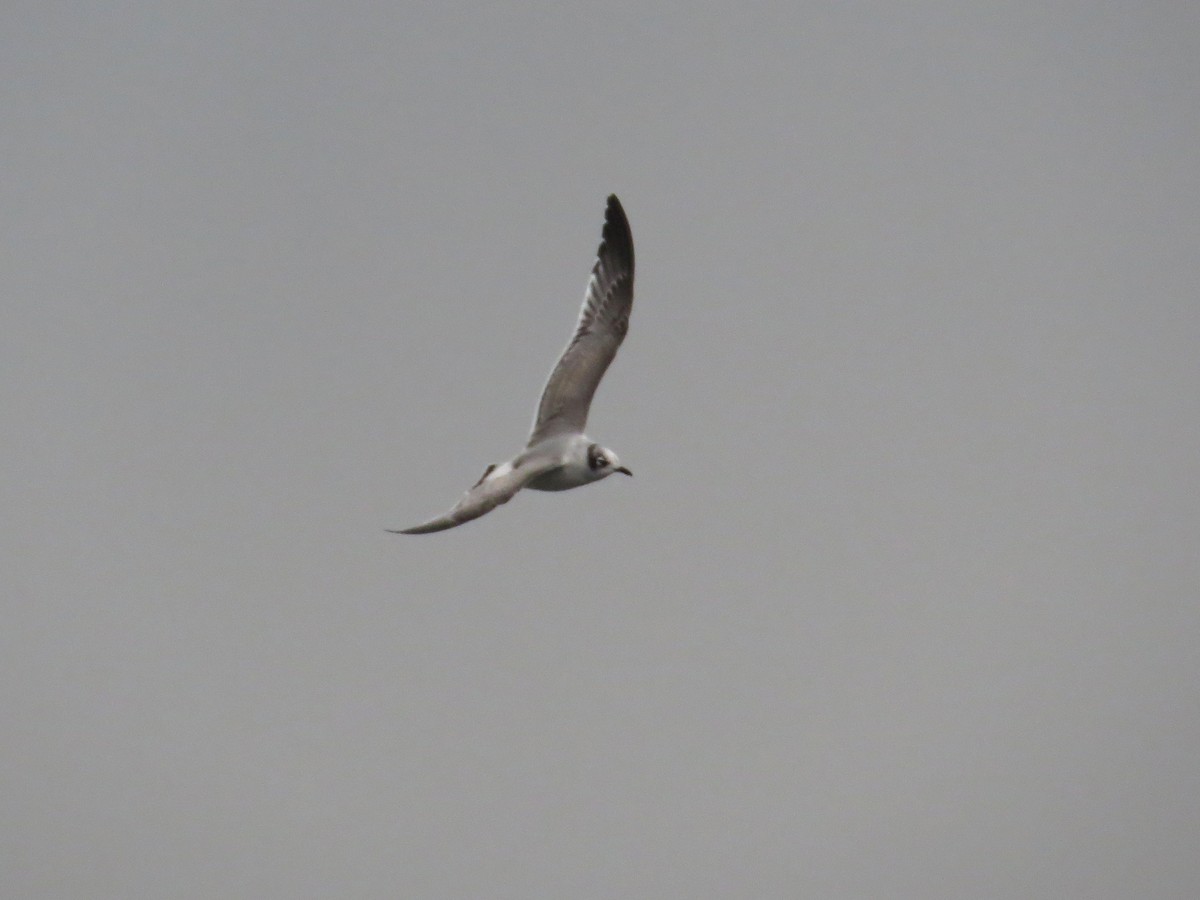 Franklin's Gull - ML74428481