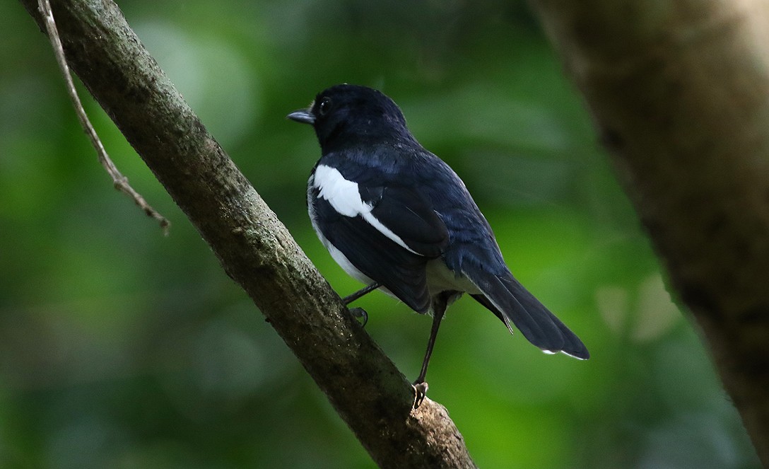 Oriental Magpie-Robin - ML74430351